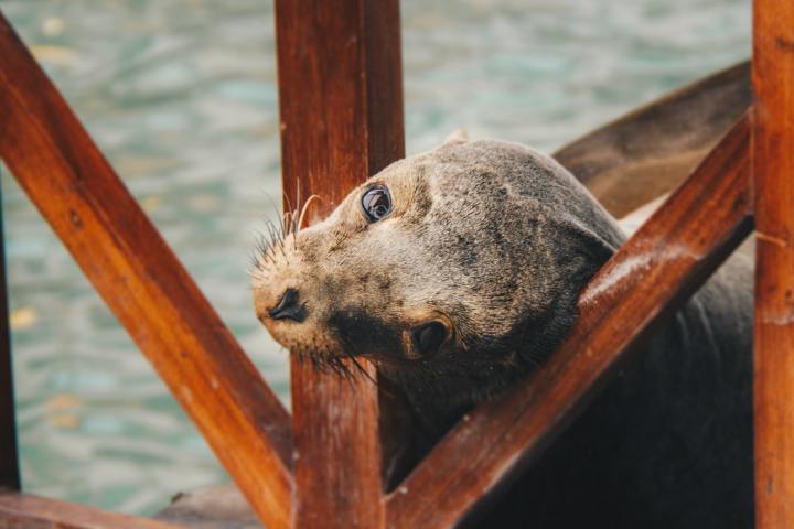 seal under a pier